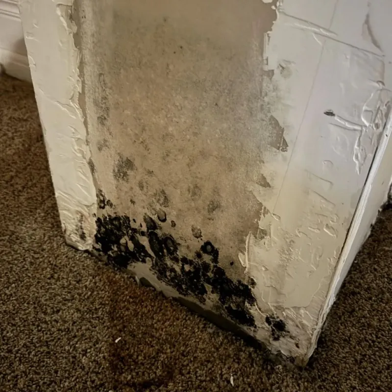 Professional Mold Removal in West Reading, PA